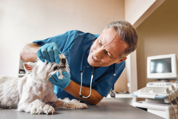 Best Same-Day Emergency Dental Services in Budd Lake, NJ
